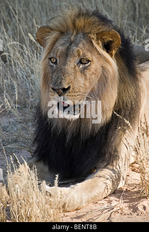 Lion couché sur la savane du parc Kgalagadi National Park, Afrique du Sud, l'Afrique. Banque D'Images