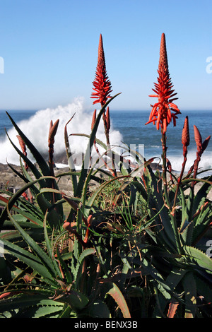 L'océan Indien et de l'Aloès (Aloe sp.) fleurs dans le parc national de Tsitsikamma Coastal, Afrique du Sud Banque D'Images