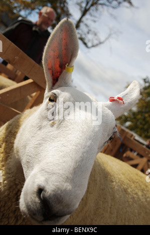 Coulisses de Masham Moutons Fair 2009 Banque D'Images