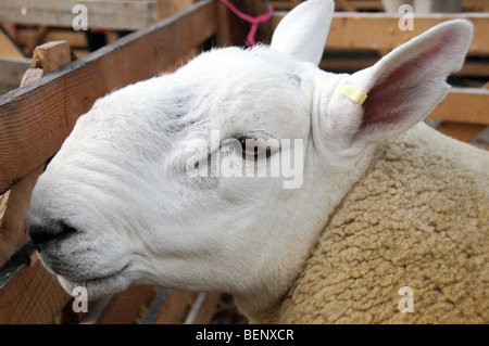 Coulisses de Masham Moutons Fair 2009 Banque D'Images