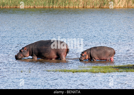 Mère et son petit Hippopotame (Hippopotamus amphibius) dans les eaux peu profondes du lac, St Lucia, Afrique du Sud Banque D'Images