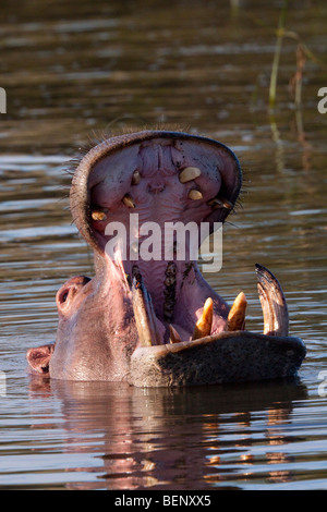 Hippopotame (Hippopotamus amphibius). Le bâillement ou d'avertissement. Tala Game Reserve, Kwazulu-Natal, Afrique du Sud. Banque D'Images