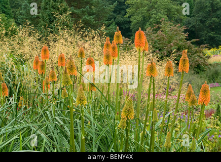 Kniphofia descampsia caespitosa [ERS] Harlow Carr Gardens Harrogate Banque D'Images