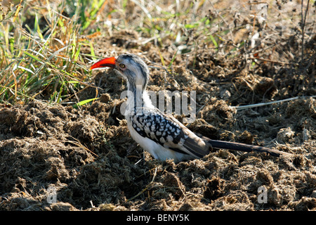 Calao à bec rouge (Tockus erythrorhynchus) à la recherche de nourriture chez les bouse d'éléphant, Kruger National Park, Afrique du Sud Banque D'Images