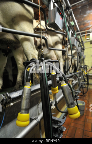 Les vaches (Bos taurus) avec les tétines de mamelle attachée à la machine de traite automatique dans la salle de traite à la ferme laitière Banque D'Images