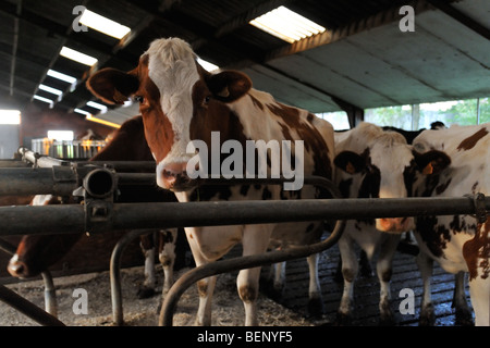 Les vaches laitières (Bos taurus) en étable de ferme de bétail Banque D'Images