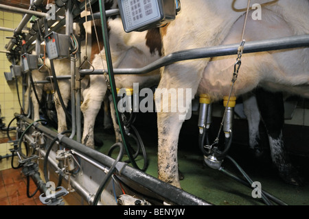 Les vaches (Bos taurus) avec les tétines de mamelle attachée à la machine de traite automatique dans la salle de traite à la ferme laitière Banque D'Images