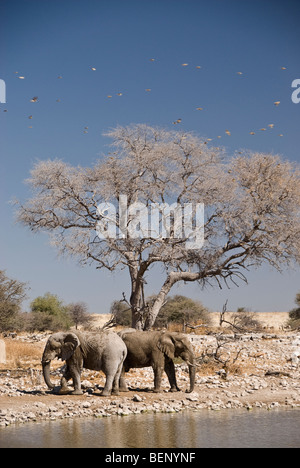 Autour d'un trou d'éléphants dans le parc national d'Etosha, Namibie, Afrique. Banque D'Images
