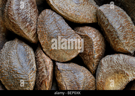 Noix du Brésil (Bertholletia excelsa) graines dans shell, originaire de l'Amérique du Sud Banque D'Images