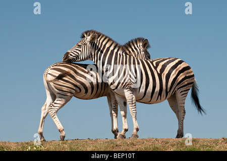 Deux zèbres dans Tala Game Reserve près de Durban, Afrique du Sud Banque D'Images