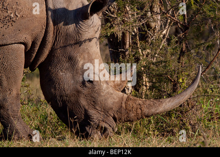 Le rhinocéros blanc (Ceratotherium simum) adultes. Portrait, visage détail, gros plan. Banque D'Images