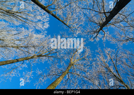 Branches de feuillus en forêt feuillue de gel froid d'hiver couvert de givre / gelée blanche contre le ciel bleu Banque D'Images