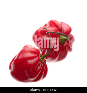 Une paire de piments scotch bonnet rouge. Isolés contre fond blanc y compris chemin de détourage. Banque D'Images