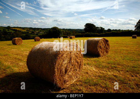 Les balles rondes de foin, paille, près de Fenny Bentley, parc national de Peak District, Derbyshire, Royaume-Uni, Angleterre Banque D'Images