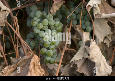 Sur la vigne raisin Niagara prêts pour la récolte Banque D'Images