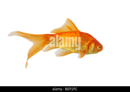 Poisson d'or piscine isolé sur fond blanc Banque D'Images