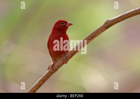 Red-billed firefinch / Sénégal firefinch Lagonosticta senegala (direction générale), en Afrique subsaharienne Banque D'Images