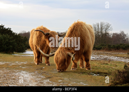 Highland cattle grazing sur Headley Heath, près de Dorking, Surrey, England, UK Banque D'Images