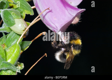 Petit jardin bourdon (Bombus hortorum) la collecte de nectar de la digitale commune / Lady's glove (Digitalis purpurea) Banque D'Images