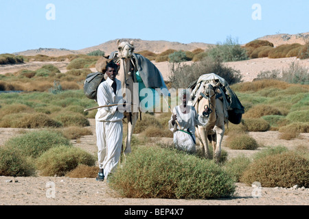 Deux grands chameaux dromadaire nomades nubiens (Camelus dromedarius) dans le désert, Wadi Halfa, Soudan, Afrique du Nord Banque D'Images