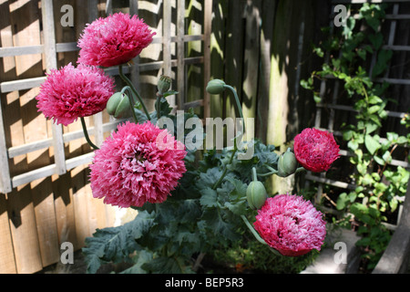 Rose Double pavot à opium, Papaver somniferum poussant dans un jardin à Surrey, Angleterre, Royaume-Uni. Banque D'Images