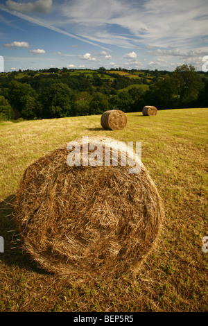 Les balles rondes de foin, paille, près de Fenny Bentley, parc national de Peak District, Derbyshire, Royaume-Uni, Angleterre Banque D'Images