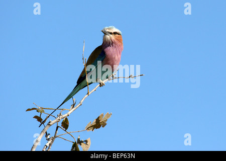 Lilac-breasted roller (Coracias caudatus) perché dans l'arbre, Moremi National Park, Botswana, Afrique du Sud Banque D'Images