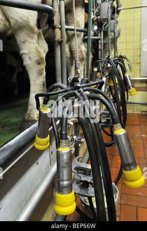 Les vaches (Bos taurus) avec les tétines de mamelle attachée à la machine de traite automatique dans la salle de traite à la ferme laitière Banque D'Images