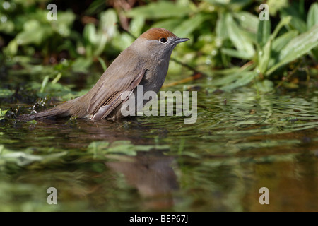 Sylvia atricapilla Blackcap femelle echelle Banque D'Images