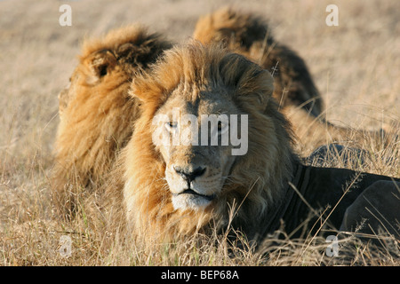 Trois hommes lions (Panthera leo) reposant sur la savane, Moremi, Botswana, Afrique du Sud Banque D'Images