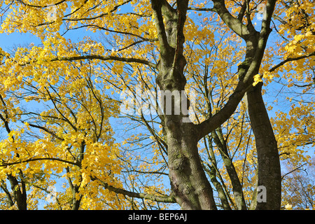 L'érable de Norvège (Acer platanoides) en couleurs de l'automne Banque D'Images