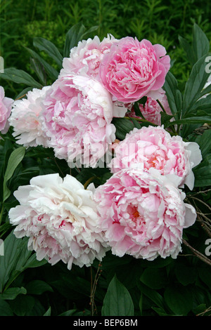 La pivoine, chinois ou le jardin commun de la pivoine herbacée, ou blanc, pivoine Paeonia lactiflora 'Sarah Bernhardt', Vivaces Banque D'Images