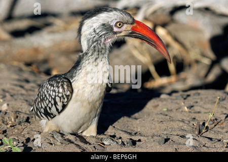 Calao à bec rouge (Tockus erythrorhynchus) sur le terrain, le Parc National de Chobe, Botswana, Afrique du Sud Banque D'Images