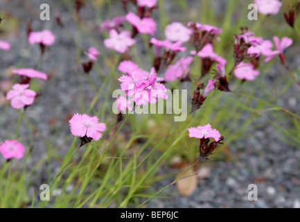 Dianthus henteri, Caryophyllaceae, Roumanie, Europe Banque D'Images