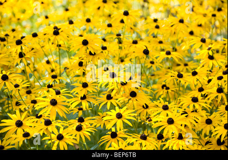 Black Eyed Susan fleurs en anglais Chalet jardin Banque D'Images