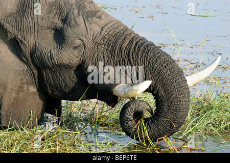 Close up of African elephant (Loxodonta africana) avec broken tusk mange de l'herbe en rivière, Chobe National Park, Botswana, Africa Banque D'Images