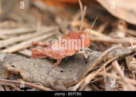 Sauterelle rouge / criquet pèlerin en couleurs de camouflage assis sur feuille morte, Togo, Afrique de l'Ouest Banque D'Images