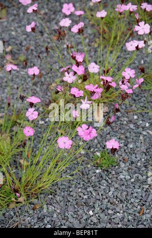 Dianthus henteri, Caryophyllaceae, Roumanie, Europe Banque D'Images