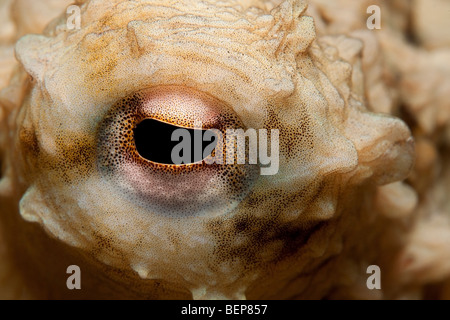 Poulpe commun (Octopus vulgaris) se cache dans les décombres de récif comme vu à la plongée de nuit à la jetée de la ville, Bonaire, Antilles néerlandaises. Banque D'Images