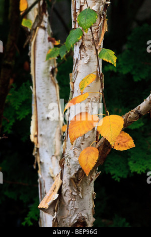 Le bouleau à papier (Betula papyrifera, également connu sous le nom de American bouleau blanc et bouleau Canoë Banque D'Images