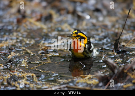 Paruline à gorge orangée (Dendroica fusca), Printemps mâle en plumage nuptial parfait echelle Banque D'Images