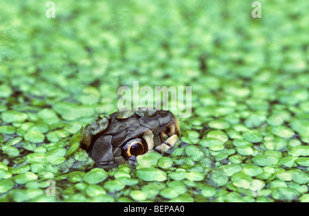 Couleuvre à collier (Natrix natrix) Nager dans les lenticules, Belgique Banque D'Images