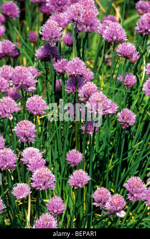 La ciboulette en fleur (Allium schoenoprasum) plus petite espèce de l'oignons comestibles Banque D'Images