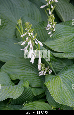 Hosta aka Lily de Corfou, le lis du jour, ou le plantain, Hosta sp., Asparagacées (Hostaceae, Liliaceae), l'Asie Banque D'Images