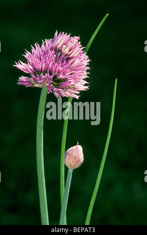 La ciboulette en fleur (Allium schoenoprasum) plus petite espèce de l'oignons comestibles Banque D'Images