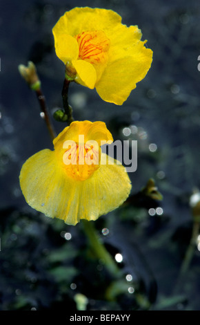 Utriculaire (Utricularia australis ouest) en fleurs en étang Banque D'Images