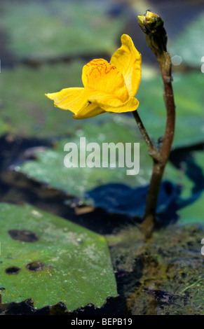 Utriculaire (Utricularia australis ouest) en fleurs en étang Banque D'Images