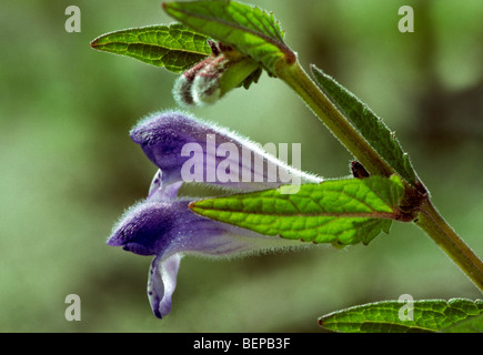 La Scutellaire commune / marsh skullcap / sweats la scutellaire (Scutellaria galericulata) en fleurs Banque D'Images