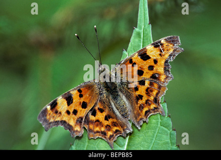 Virgule (Polygonia c-album) papillon sur feuille, Belgique Banque D'Images