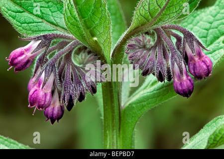 Consoude consoude Quaker / communes / l'eupatoire perfoliée / knitbone (Symphytum officinale) en fleurs Banque D'Images